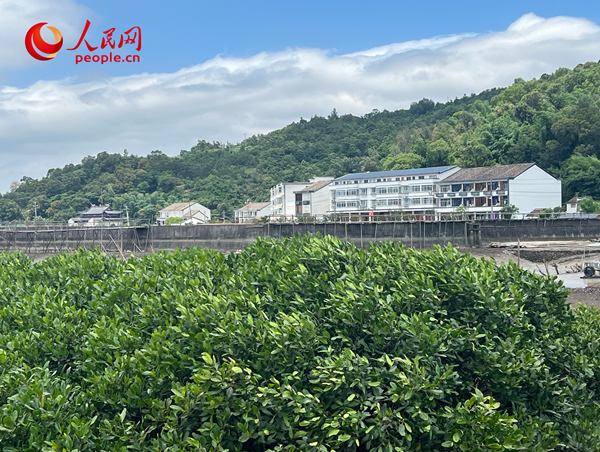 紅樹林郁郁蔥蔥。人民網(wǎng) 歐陽易佳攝